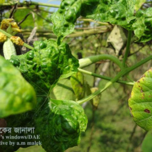 ধুন্দলের পাতা কোকড়ানো রোগ