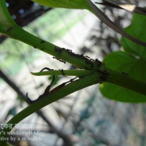 পানের জাবপোকা