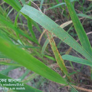 কাউনের বাদামী দাগ রোগ