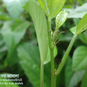 জবার জাব পোকা
