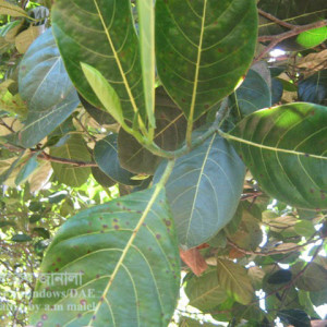 কাঁঠালের পাতার দাগরোগ