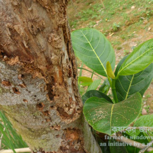 কাঁঠালের কান্ড ছিদ্রকারী পোকা