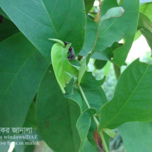 জামরুলের বিছা পোকা
