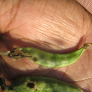 শিমের ফলছিদ্রকারী পোকা