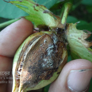 তুলার এনথ্রাকনোজ রোগ