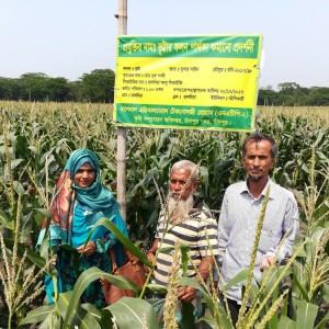 চাঁদপুরে-কৃষি-অফিসের-পরামর্শে-ভুট্টা-চাষে-কৃষকের-সাফল্য