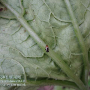 স্কোয়াশের ফ্লি বিটল পোকা