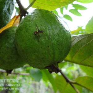 পেয়ারার মাছি পোকা