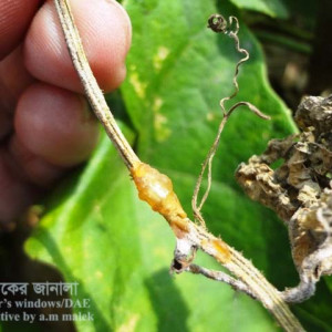 পটলের গামি স্টেম ব্লাইট রোগ