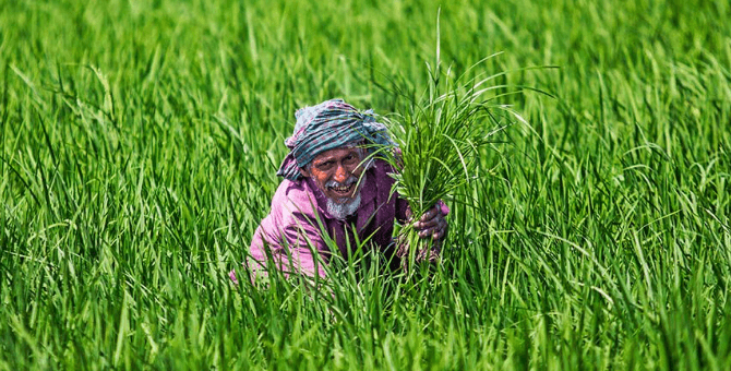 মুগ চাষ